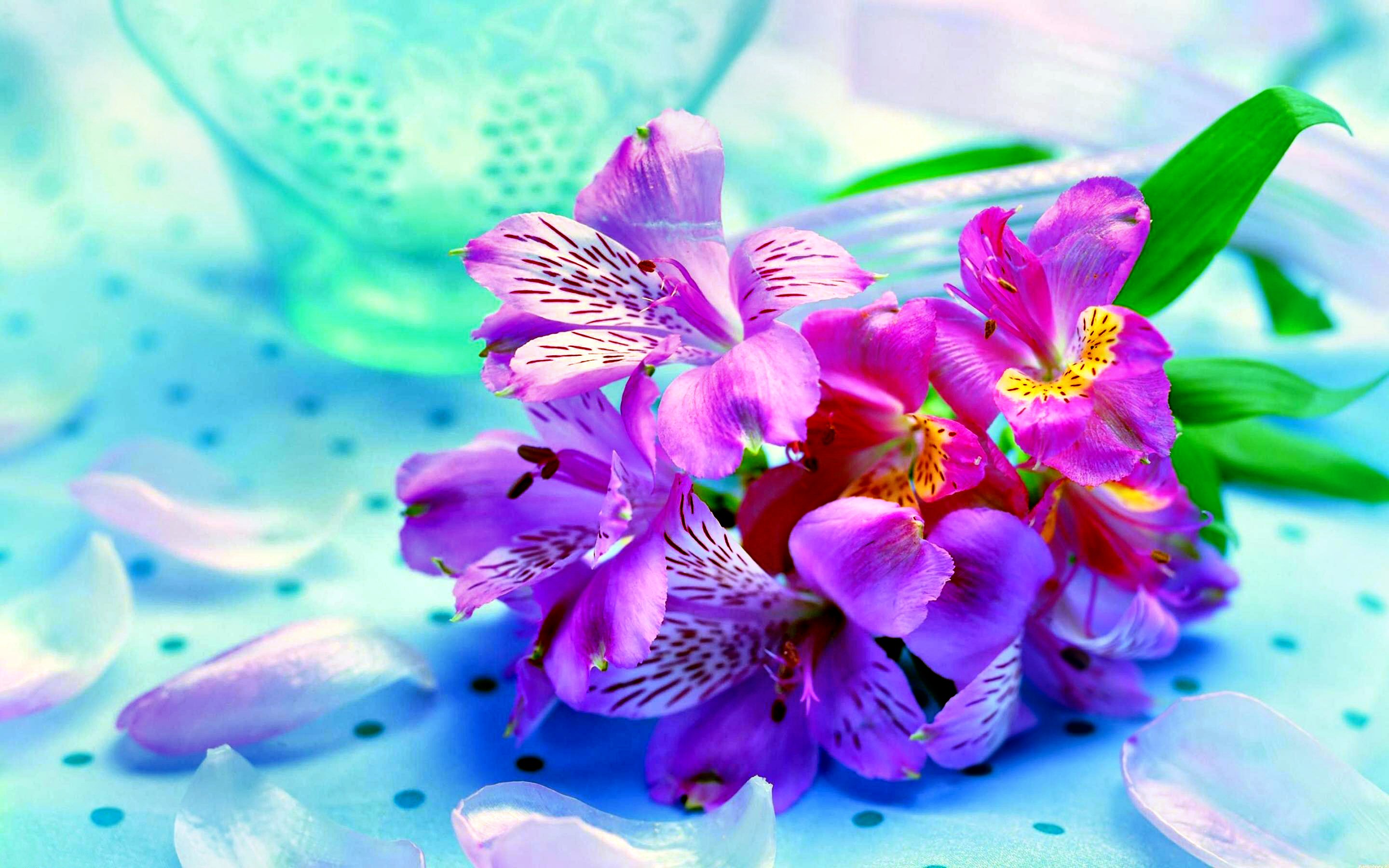 papier peint flores,fleur,pétale,violet,lis péruvien,bleu
