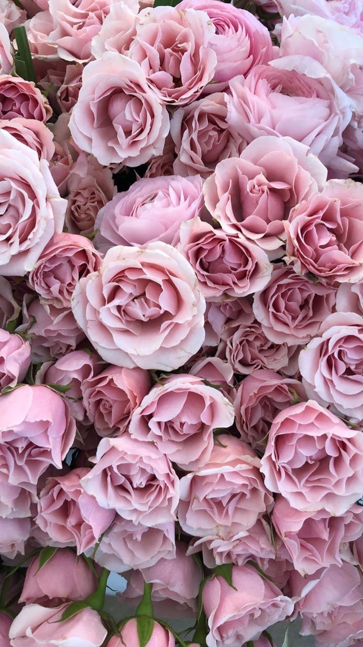 papel tapiz flores,flor,rosas de jardín,planta floreciendo,rosa,rosado