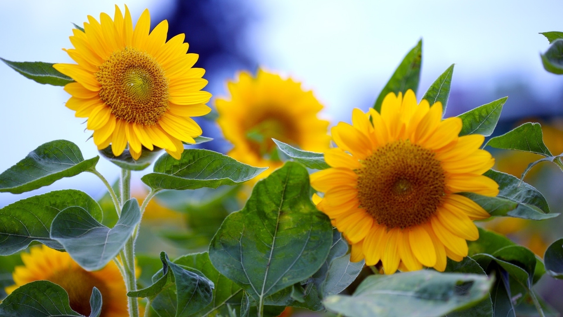 wallpaper flores,flower,sunflower,flowering plant,plant,sunflower