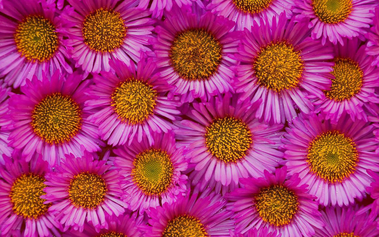 papier peint flores,plante à fleurs,fleur,new york aster,plante,violet