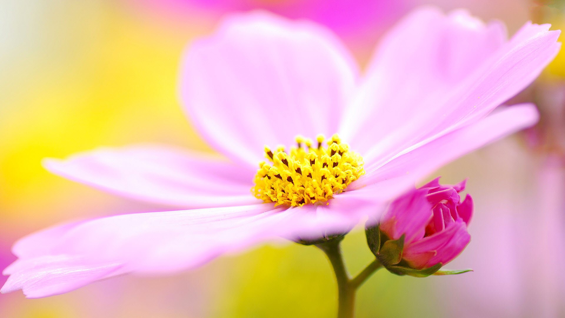 tapete flores,blume,blühende pflanze,blütenblatt,pflanze,rosa