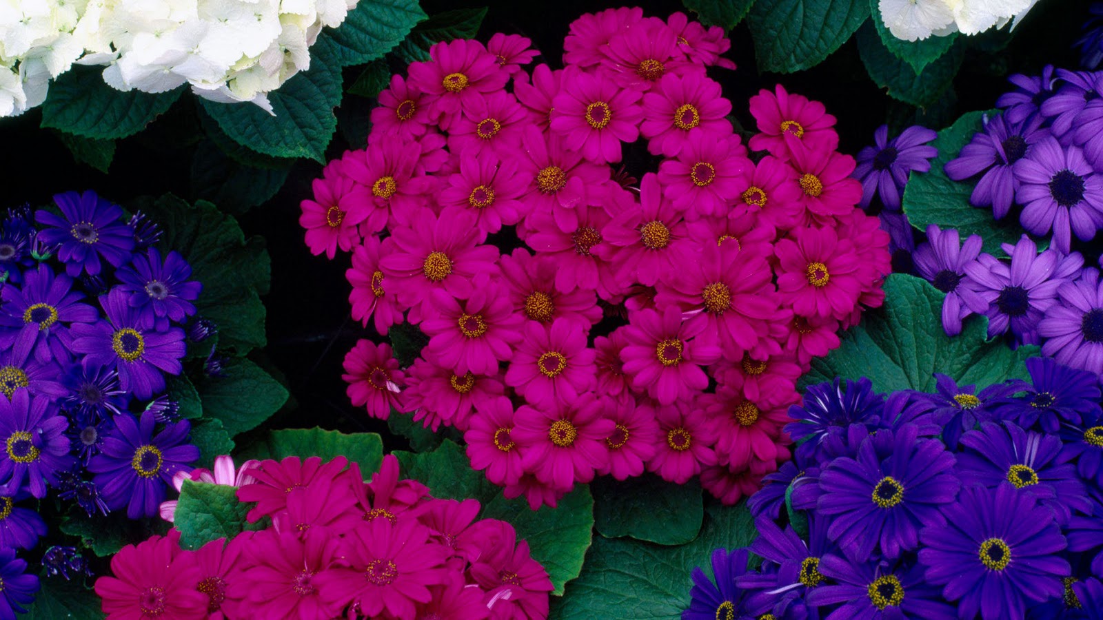 wallpaper flores,flower,flowering plant,plant,pink,blue