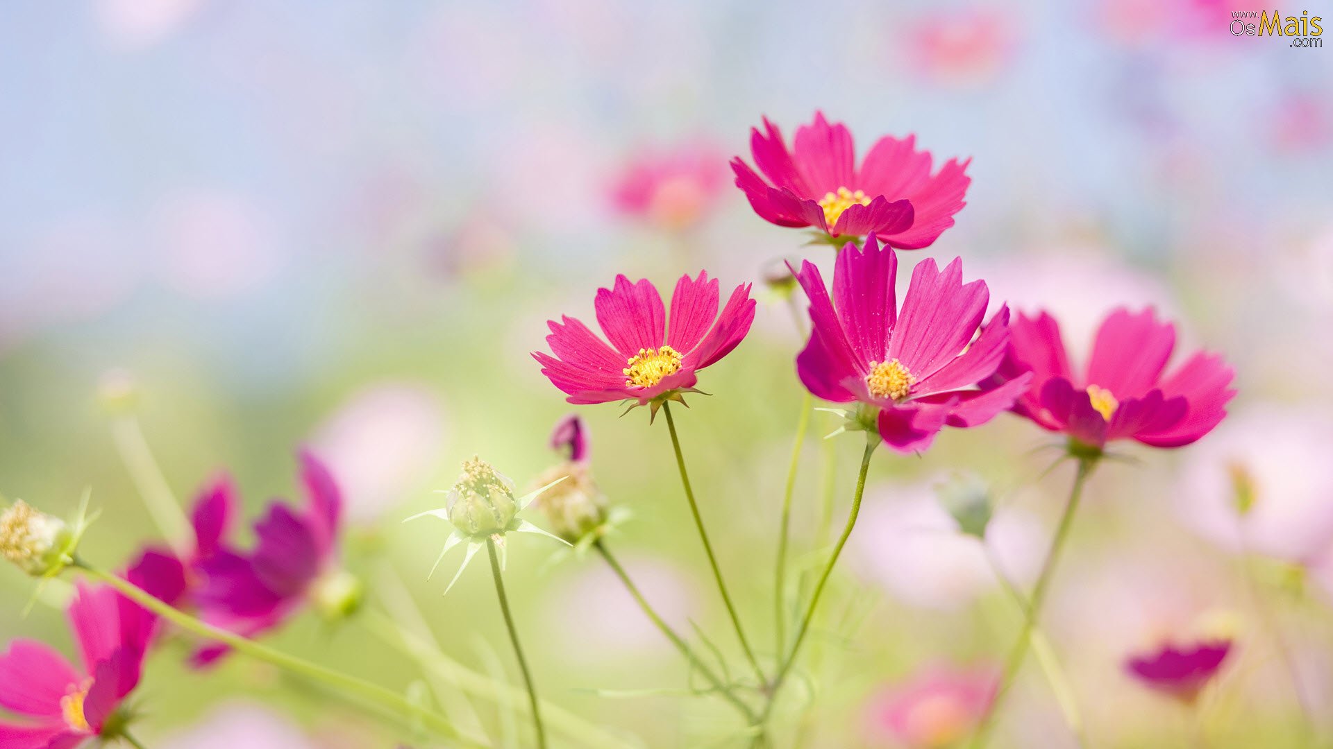 wallpaper flores,flower,flowering plant,plant,petal,pink