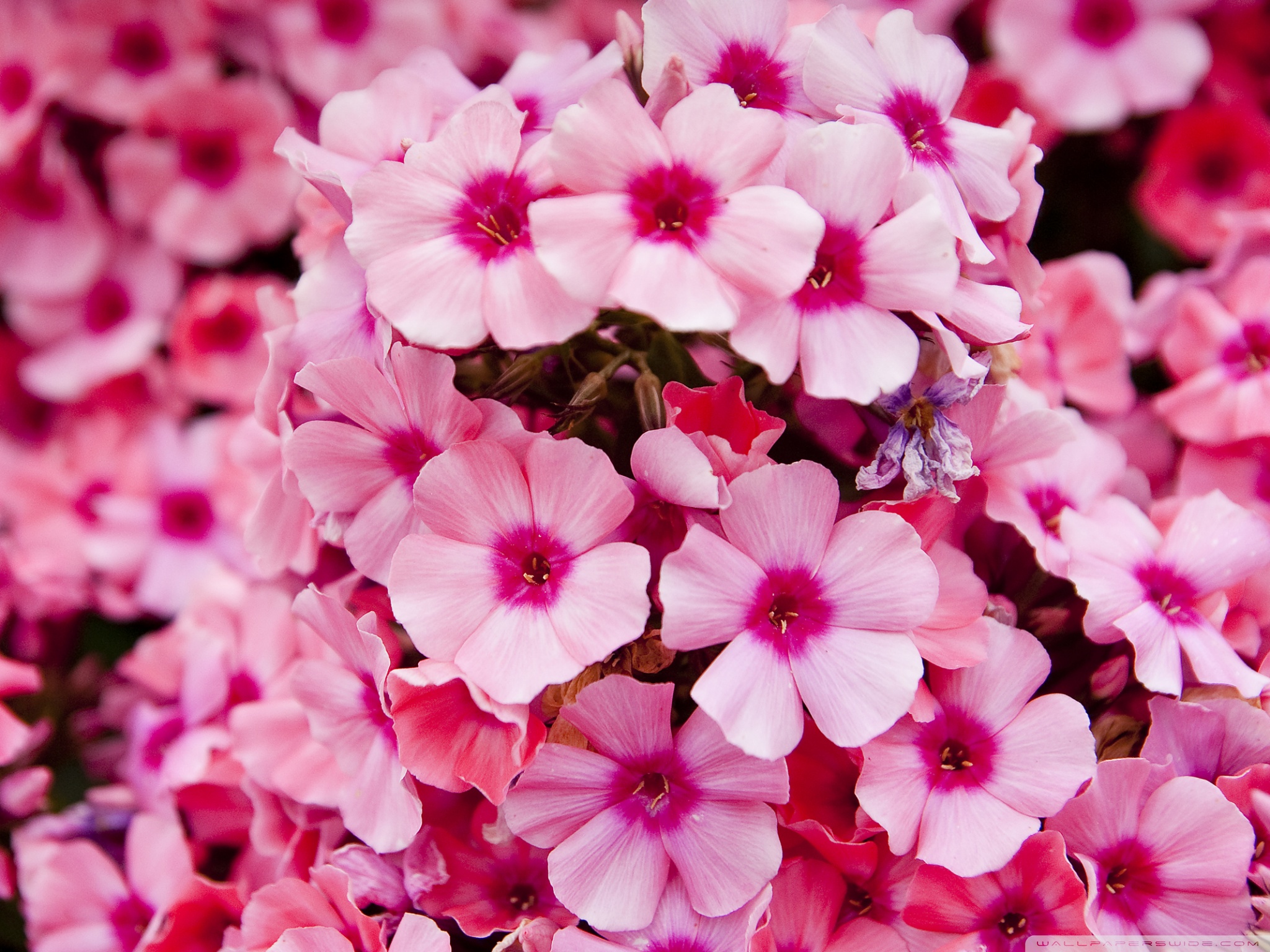 wallpaper flores,flower,petal,pink,plant,garden phlox