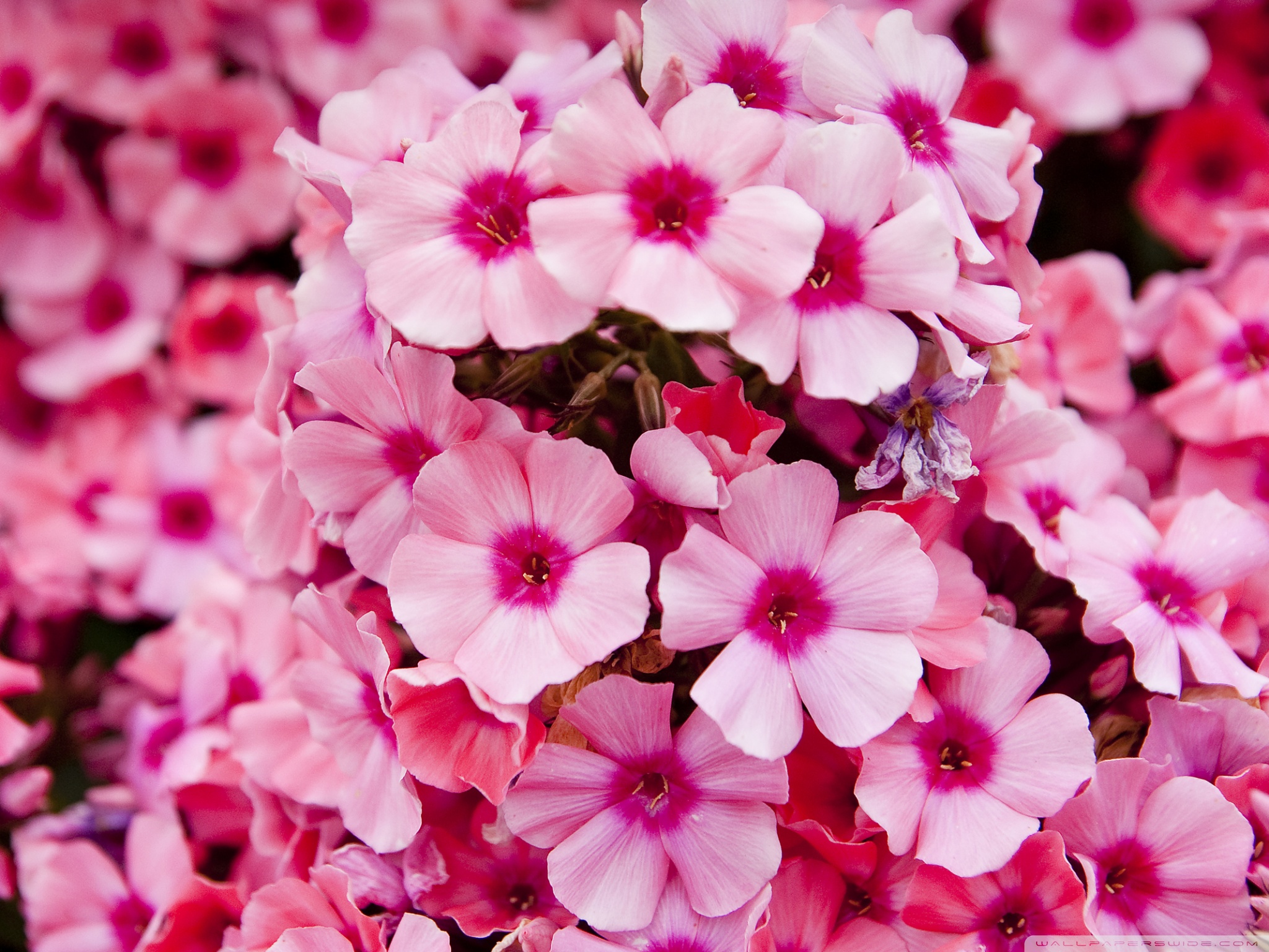 sfondi floreali,fiore,petalo,rosa,pianta,phlox da giardino