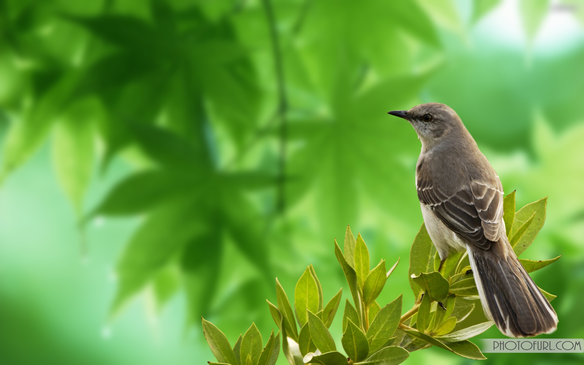 壁紙画像ダウンロード,鳥,自然,緑,葉,野生動物