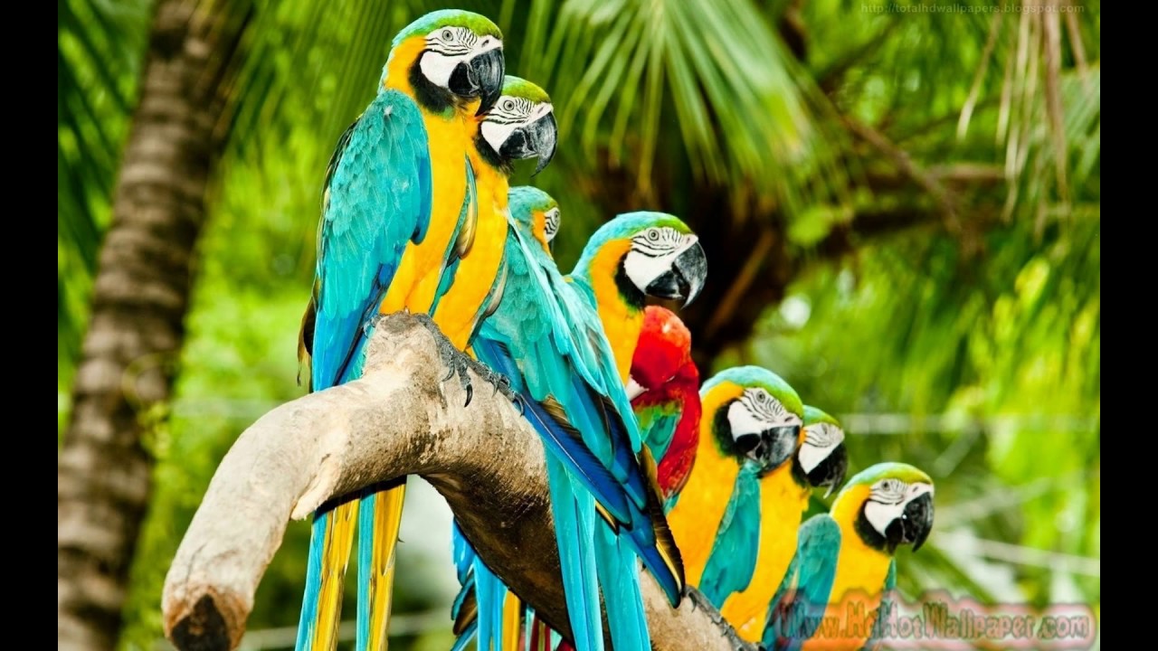 wallpaper picture download,macaw,vertebrate,bird,parrot,beak