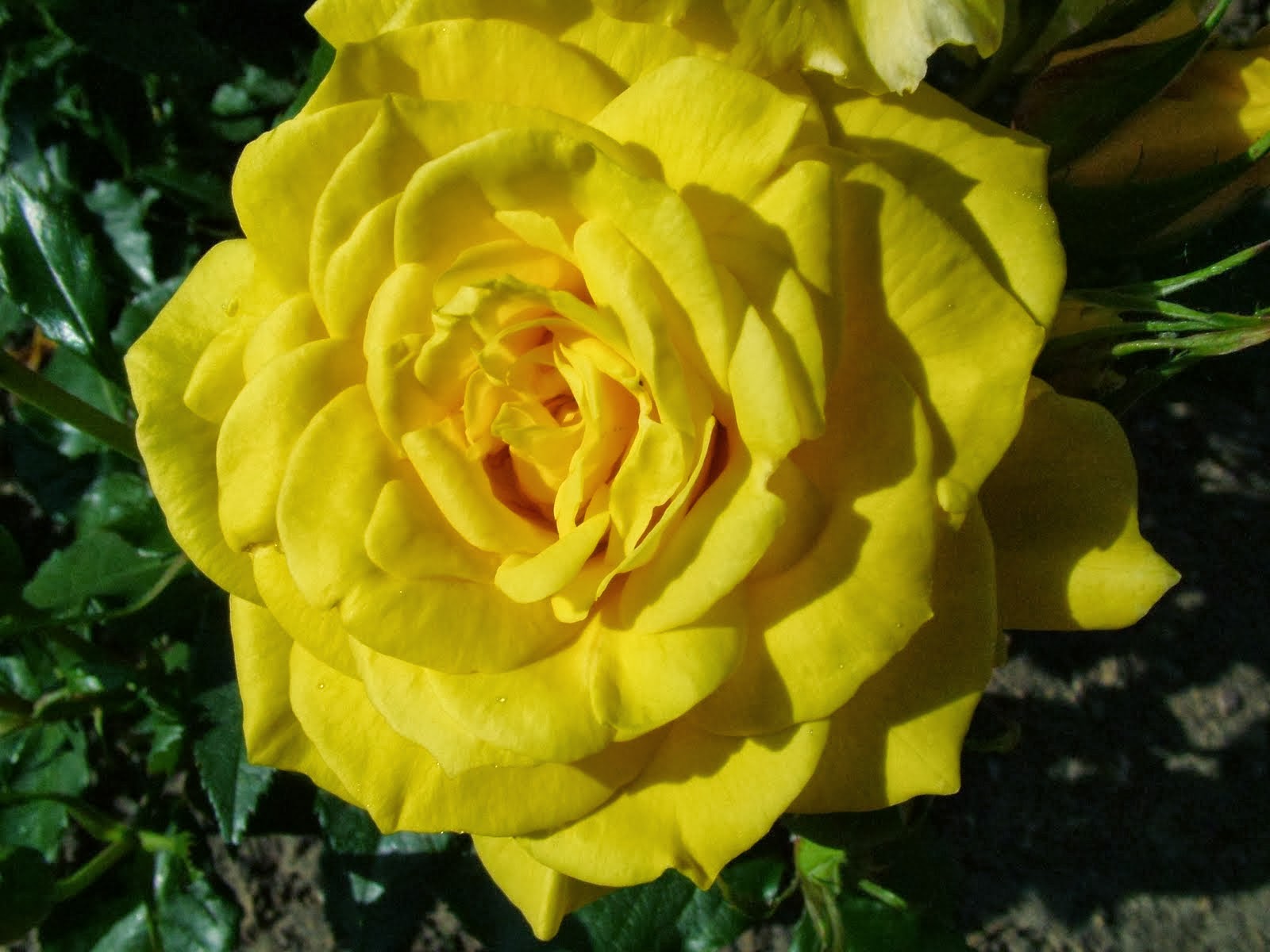 téléchargement d'image de fond d'écran,fleur,rose,plante à fleurs,julia enfant rose,roses de jardin