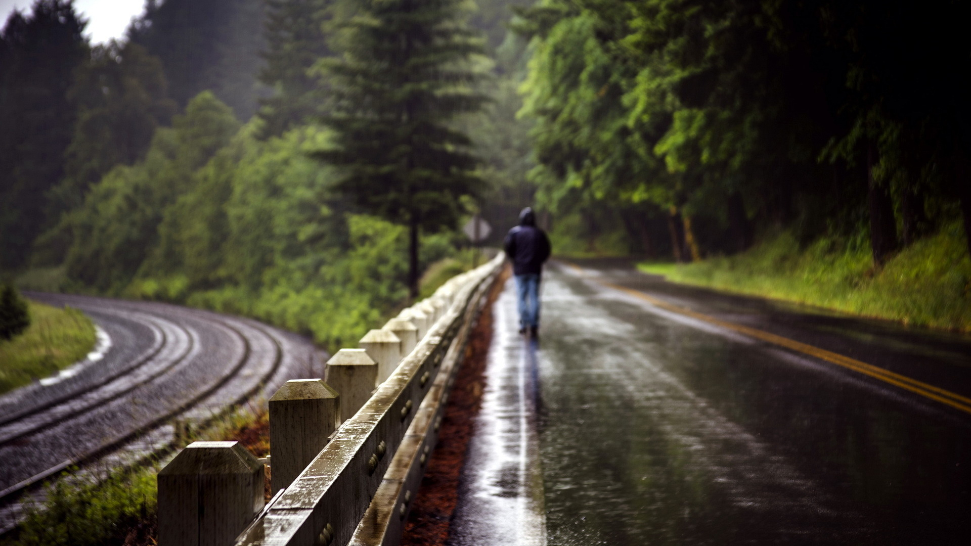 download di immagini di sfondi,natura,strada,strada transitabile,traccia,albero