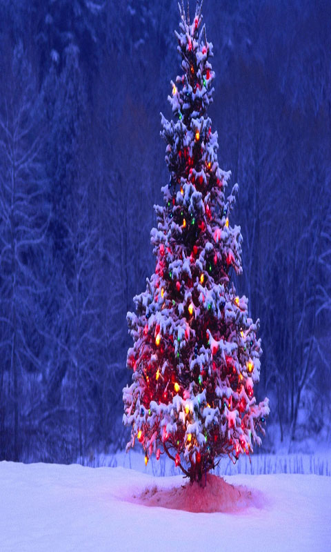 fond d'écran de noël gratuit,sapin de noël,décoration de noël,arbre,plante,fleur