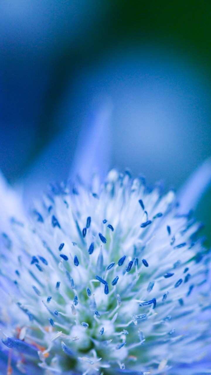 아름다운 라이브 배경 화면 hd,푸른,꽃,식물,매크로 사진,확대