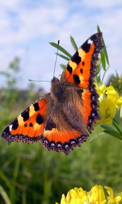 beaux fonds d'écran pour mobile,papillons et papillons,papillon,sous genre de cynthia,insecte,invertébré