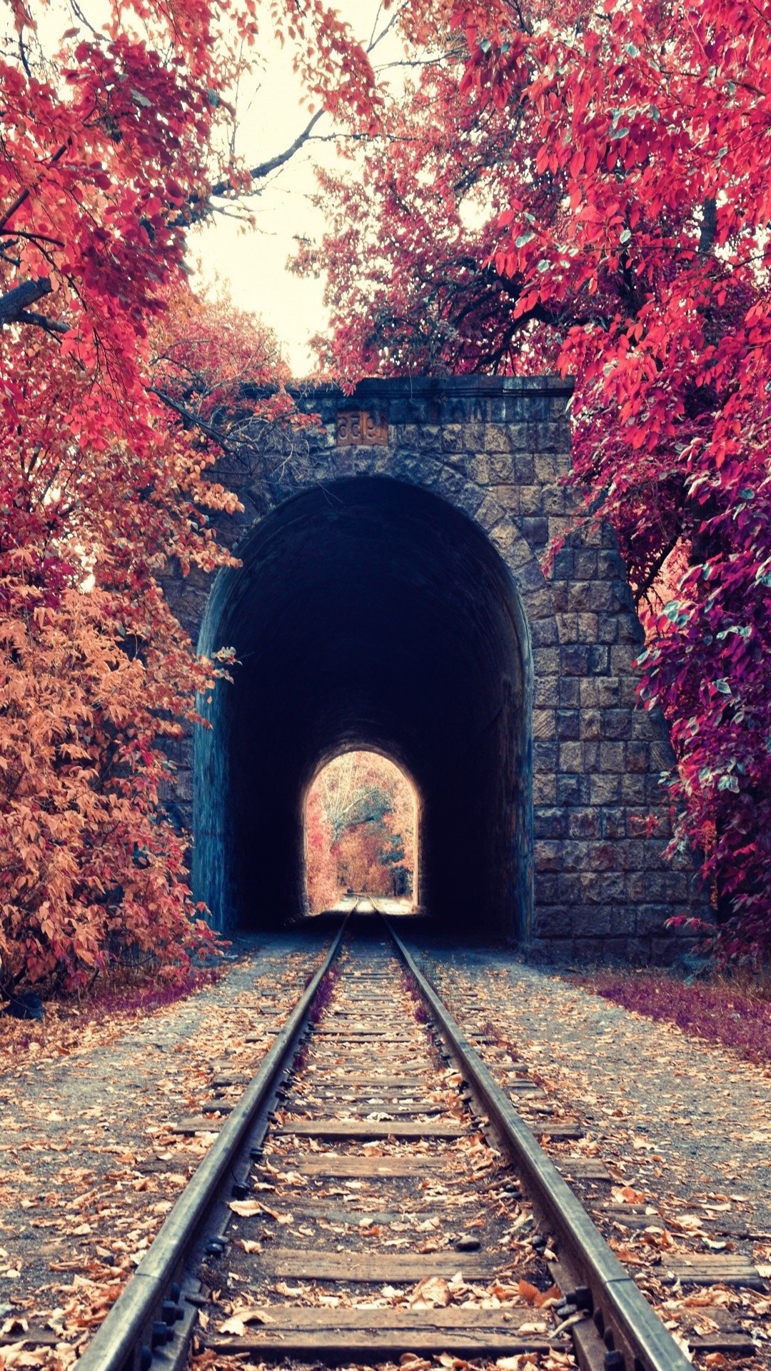 fond d'écran portrait,tunnel,feuille,piste,arbre,cambre