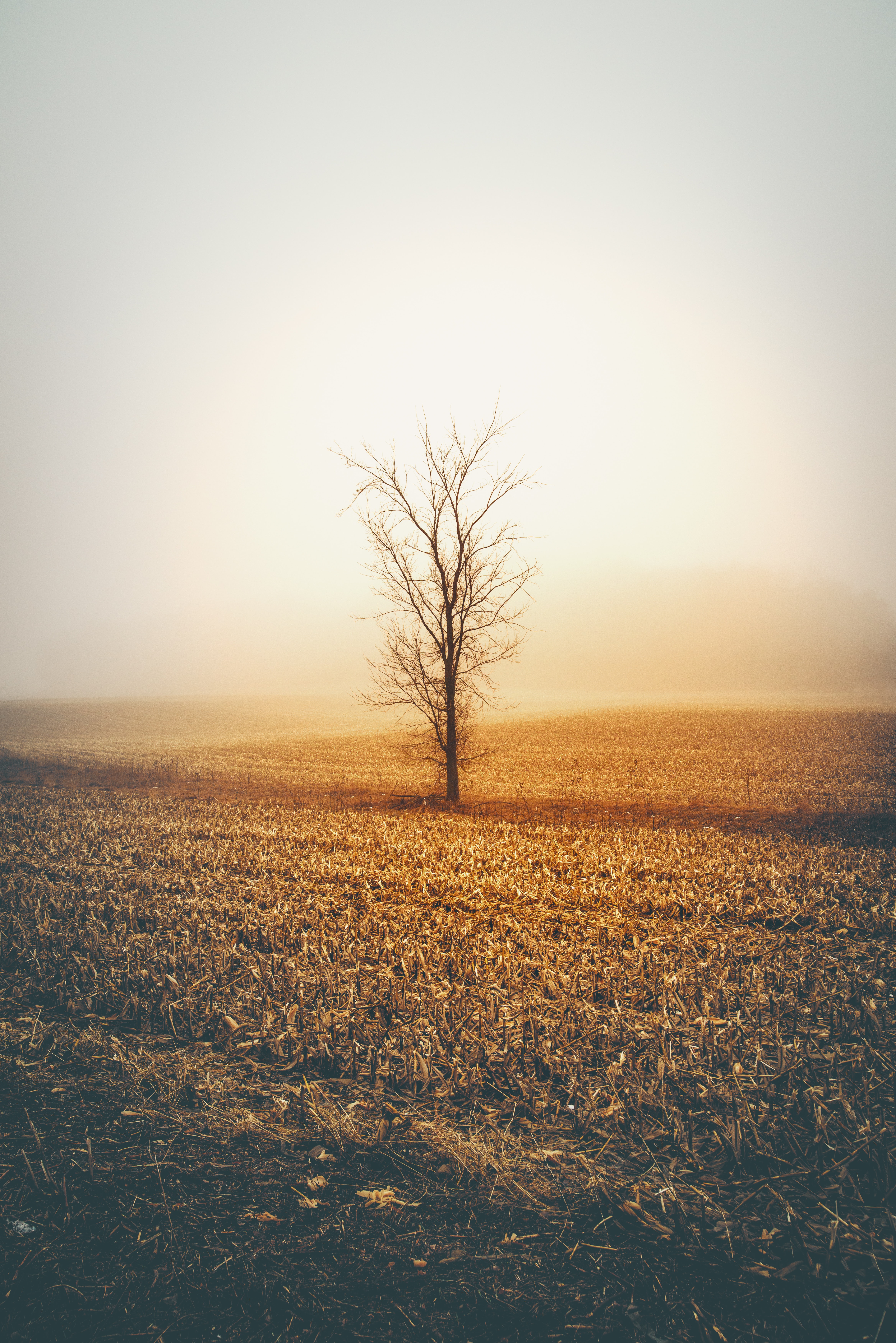 carta da parati ritratto,cielo,natura,paesaggio naturale,orizzonte,albero