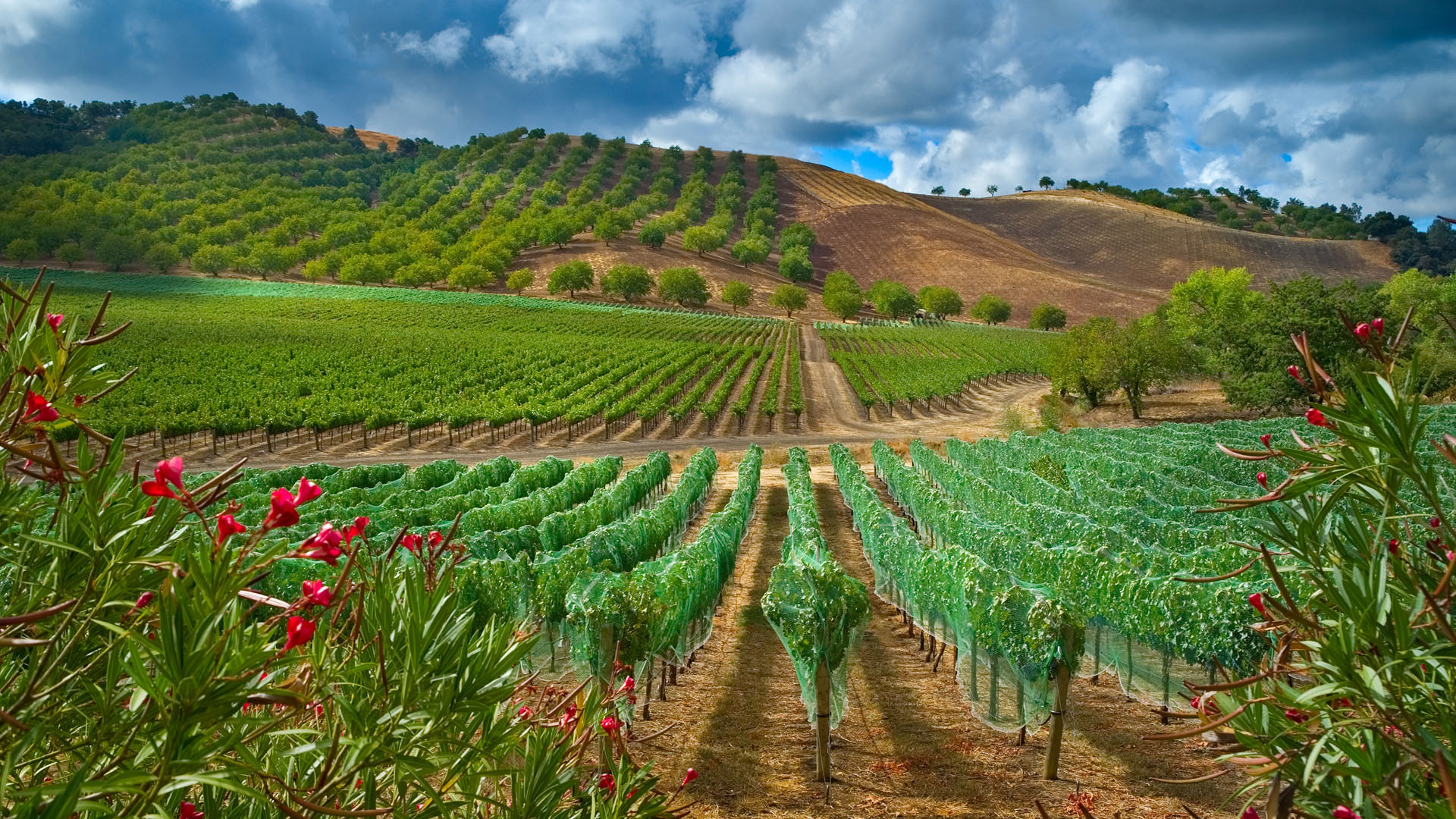 farm wallpaper,nature,field,plantation,agriculture,natural landscape