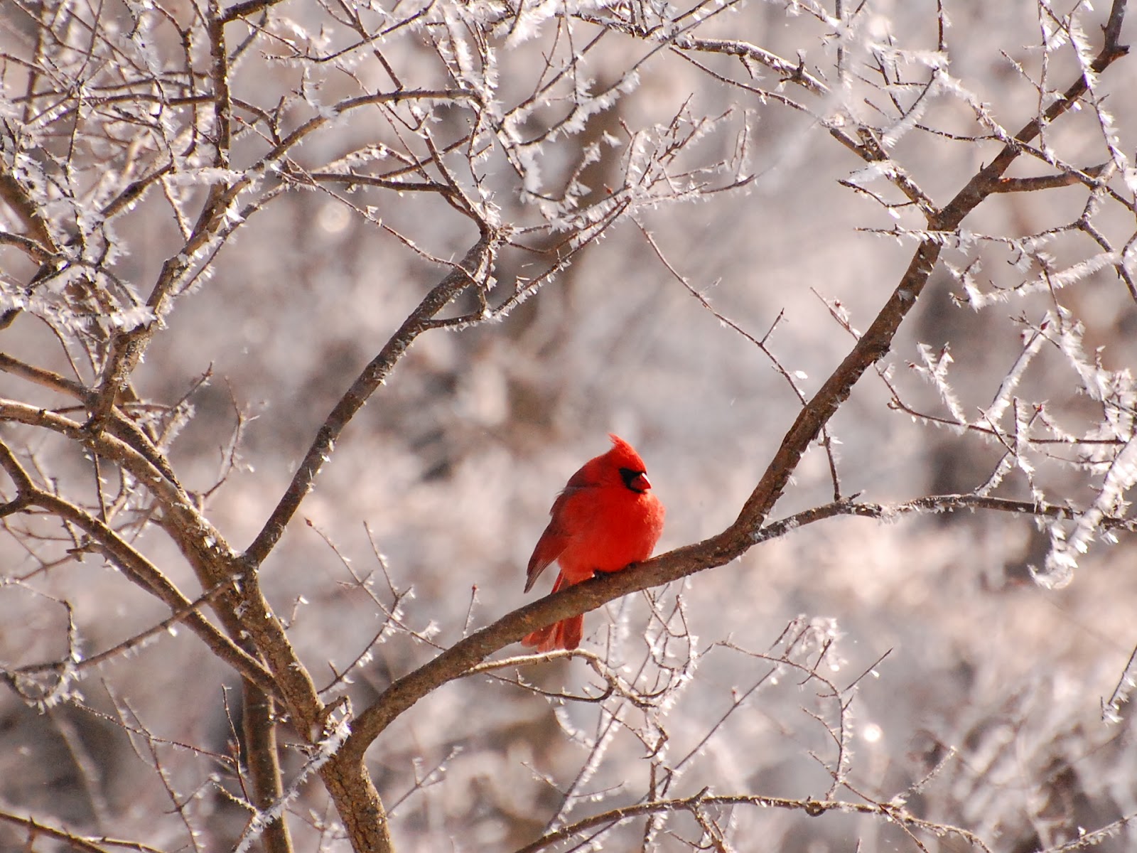 cardinals wallpaper,bird,northern cardinal,cardinal,branch,beak