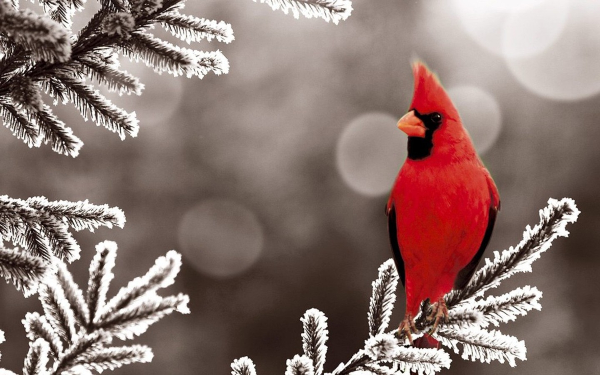 cardenales fondo de pantalla,pájaro,cardenal,cardenal del norte,rojo,pájaro posado