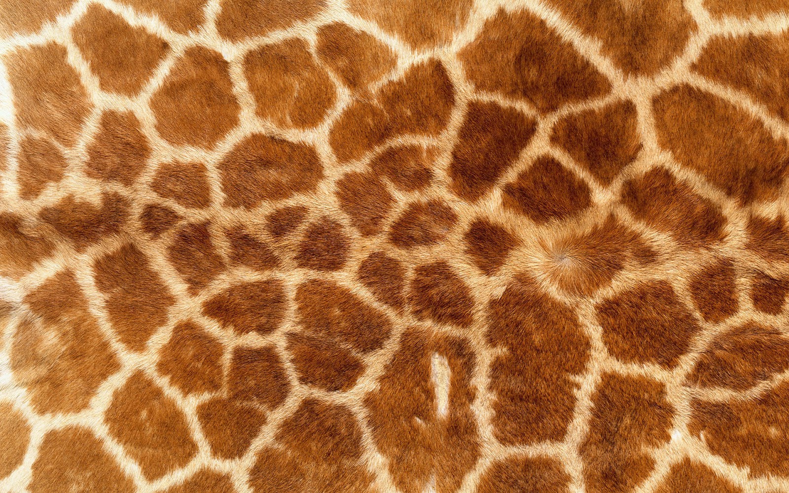 animal print wallpaper,giraffe,terrestrial animal,giraffidae,wildlife,close up