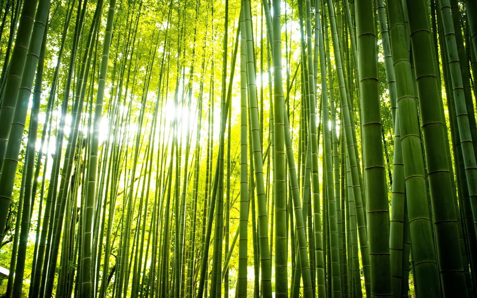 竹の壁紙,緑,竹,自然,森林,木