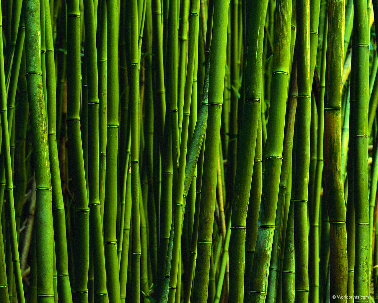 papier peint en bambou,vert,plante,herbe,famille d'herbe,légume