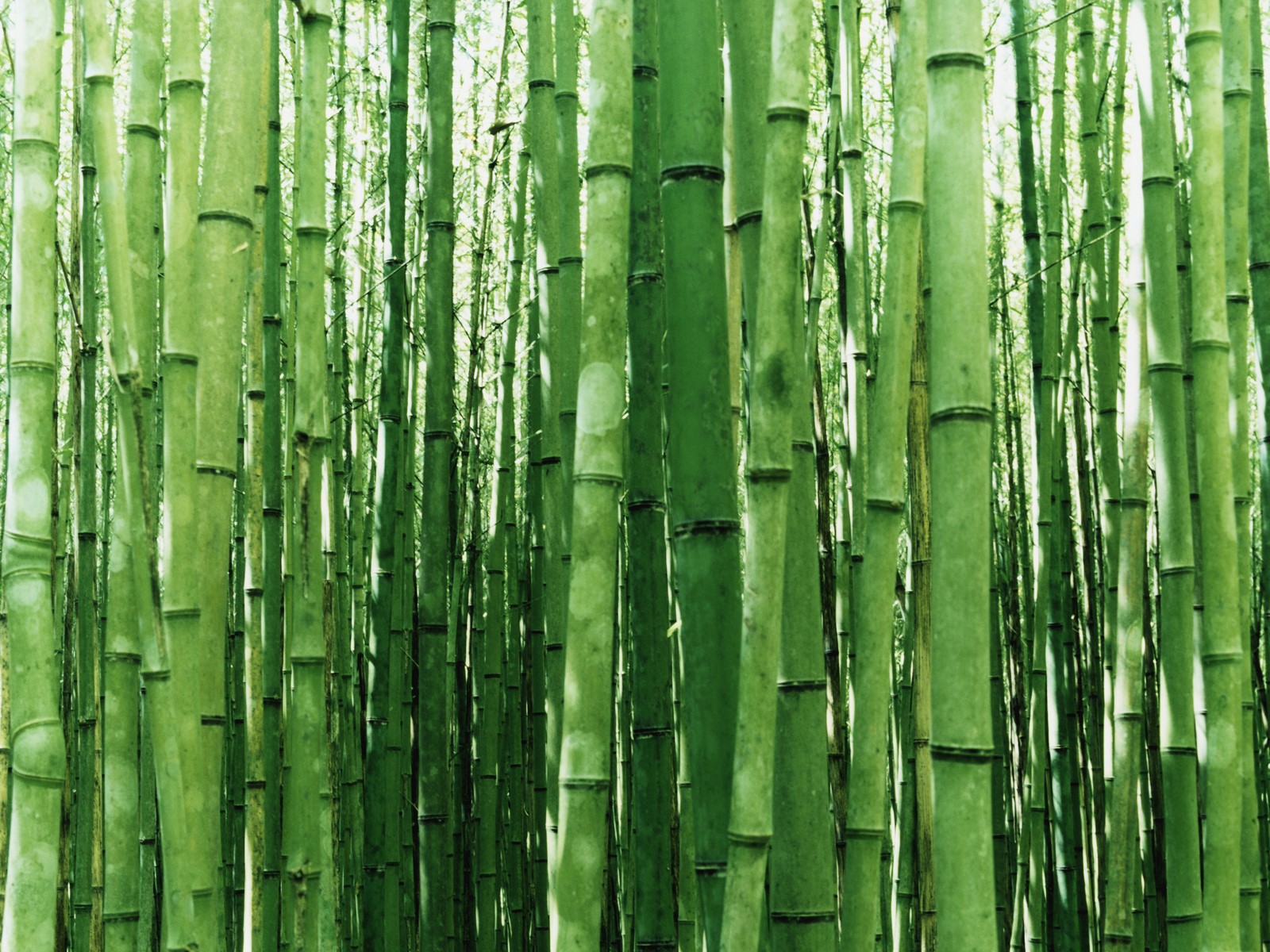 bambustapete,grün,bambus,baum,wald,pflanze