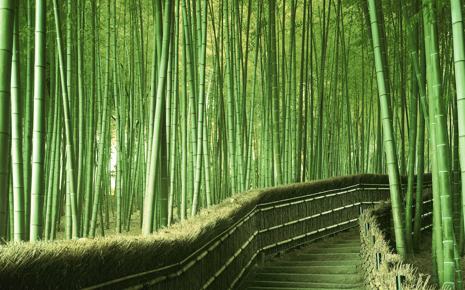 carta da parati di bambù,bambù,verde,natura,albero,paesaggio naturale