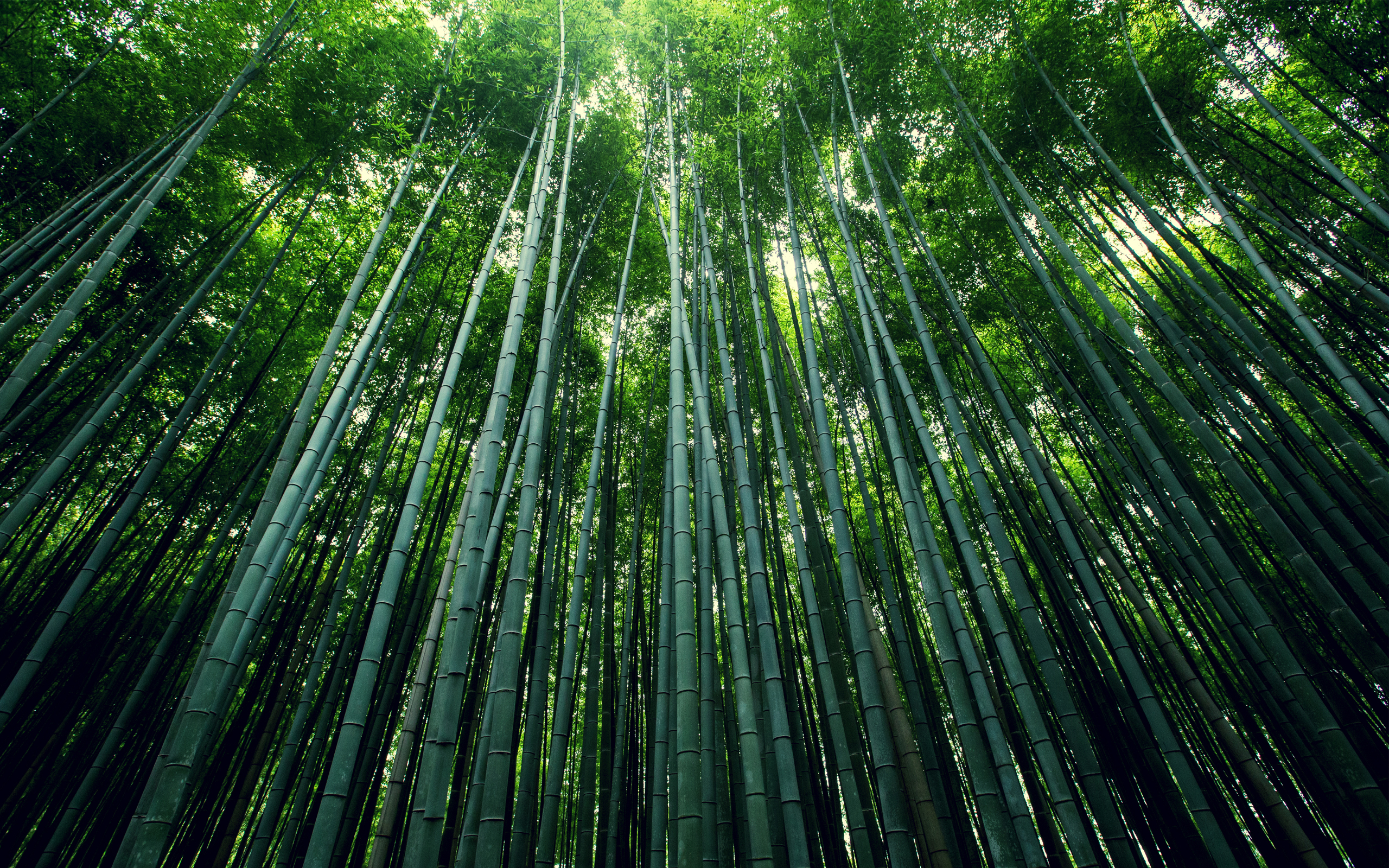 papier peint en bambou,bambou,vert,arbre,forêt,plante