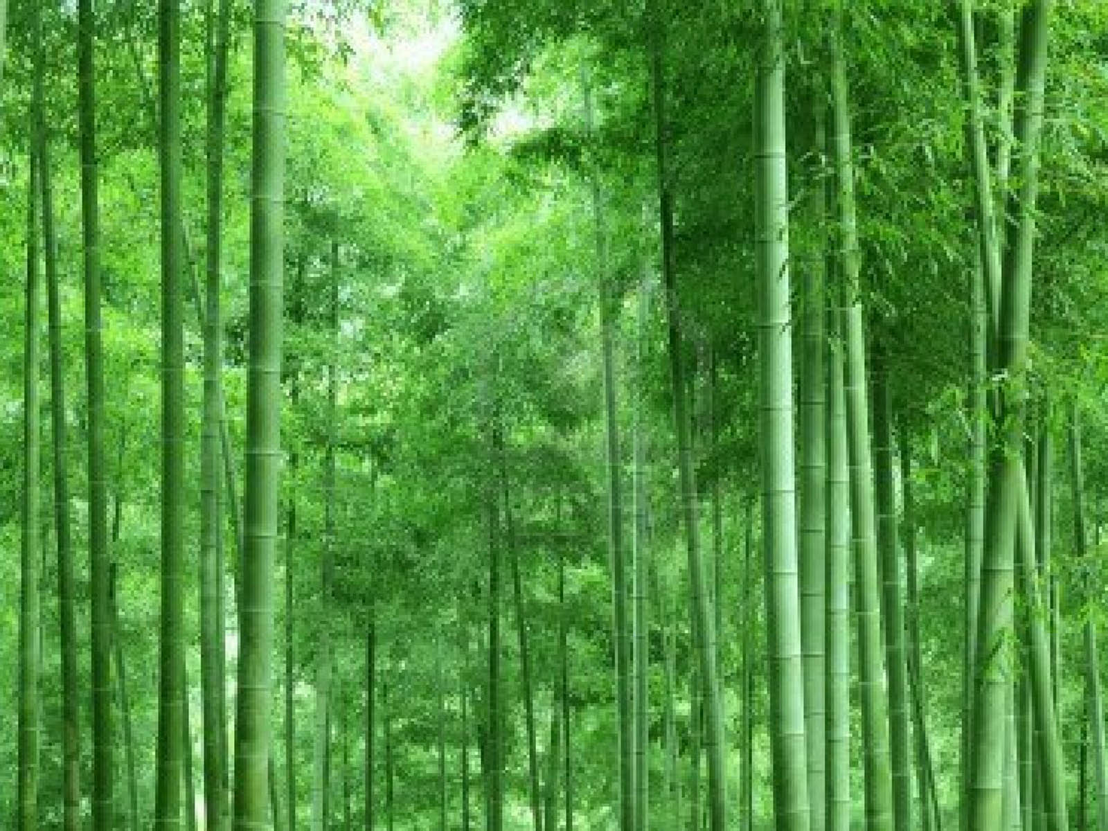 bamboo wallpaper,bamboo,forest,green,nature,vegetation