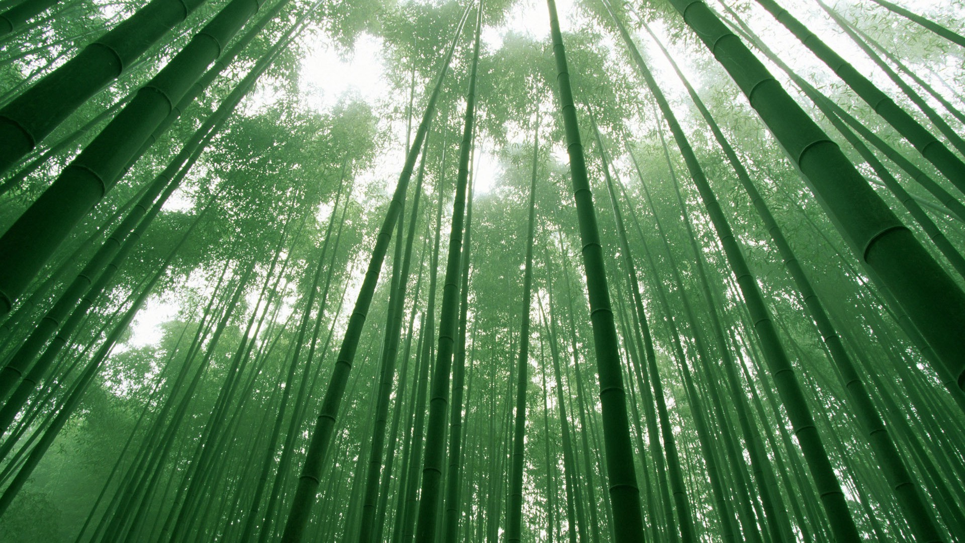 bamboo wallpaper,green,leaf,vegetation,natural environment,forest
