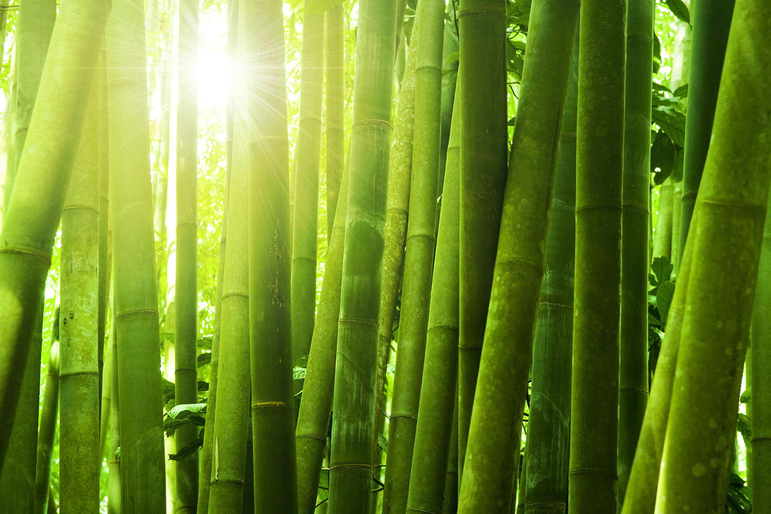 竹の壁紙,緑,竹,植物の茎,工場,森林