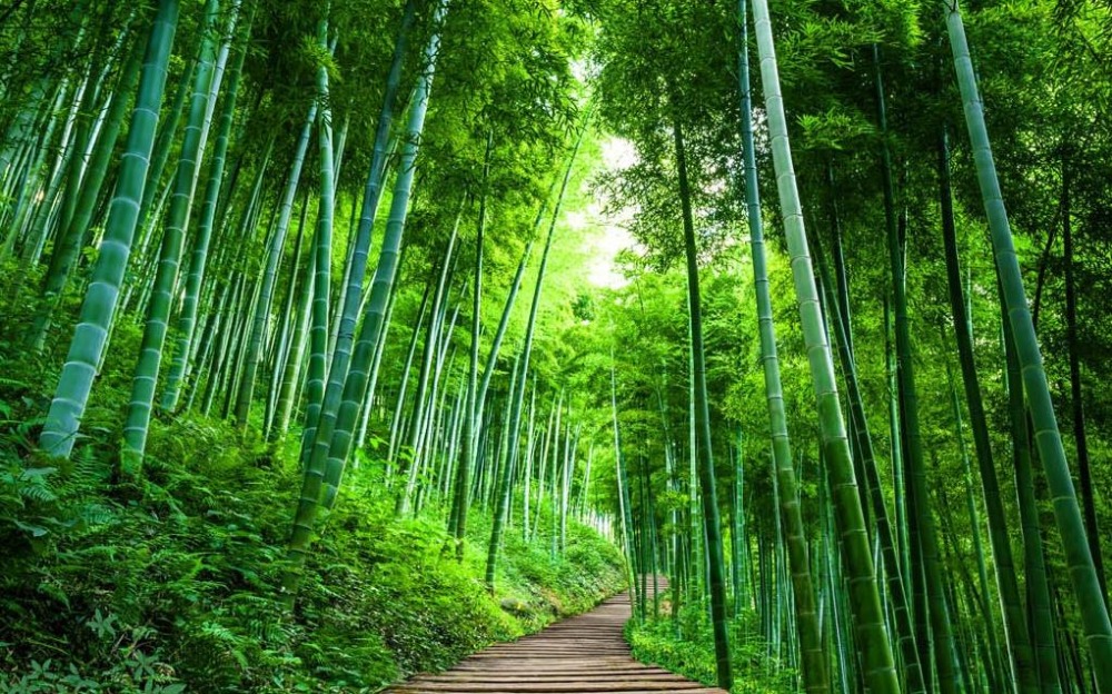 carta da parati di bambù,paesaggio naturale,natura,verde,bambù,foresta