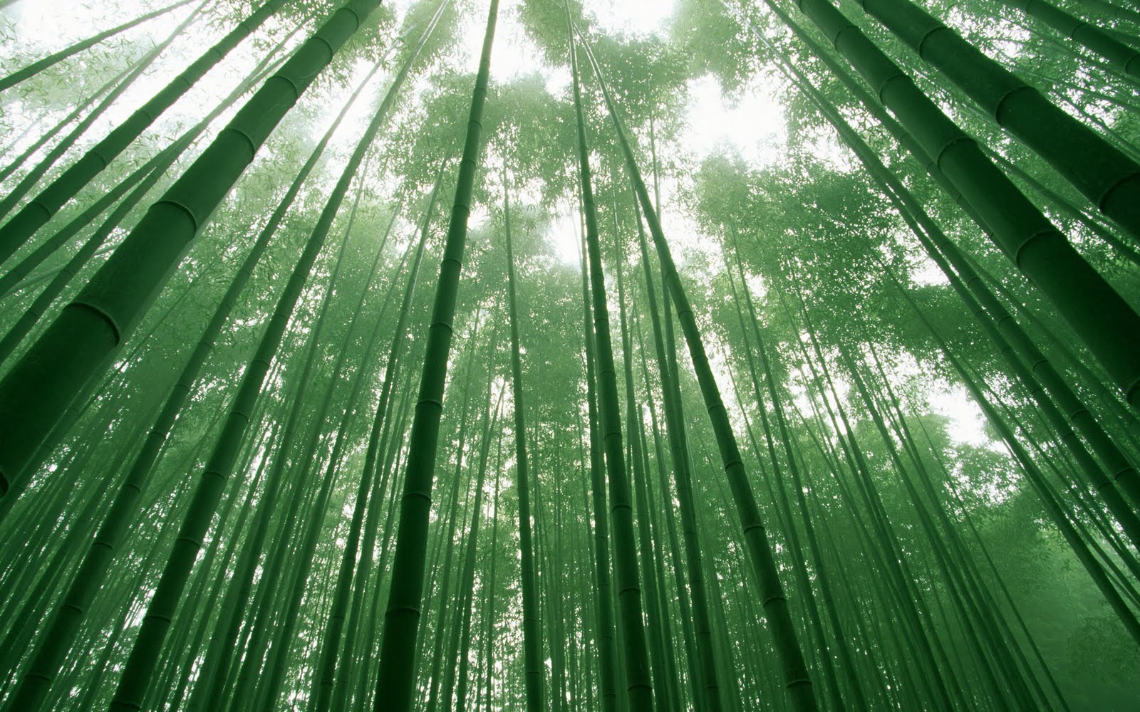 竹の壁紙,緑,葉,木,水,工場