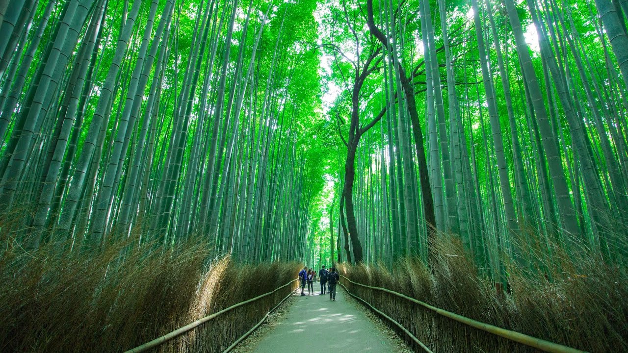 carta da parati di bambù,verde,natura,albero,bambù,foresta