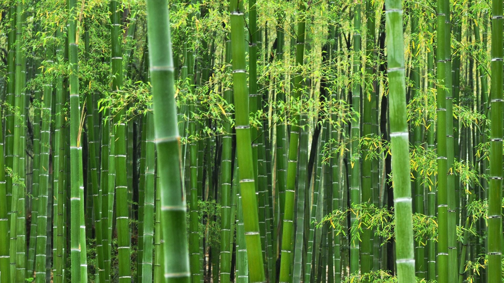 papier peint en bambou,bambou,vert,plante,tige de plante,famille de prêle