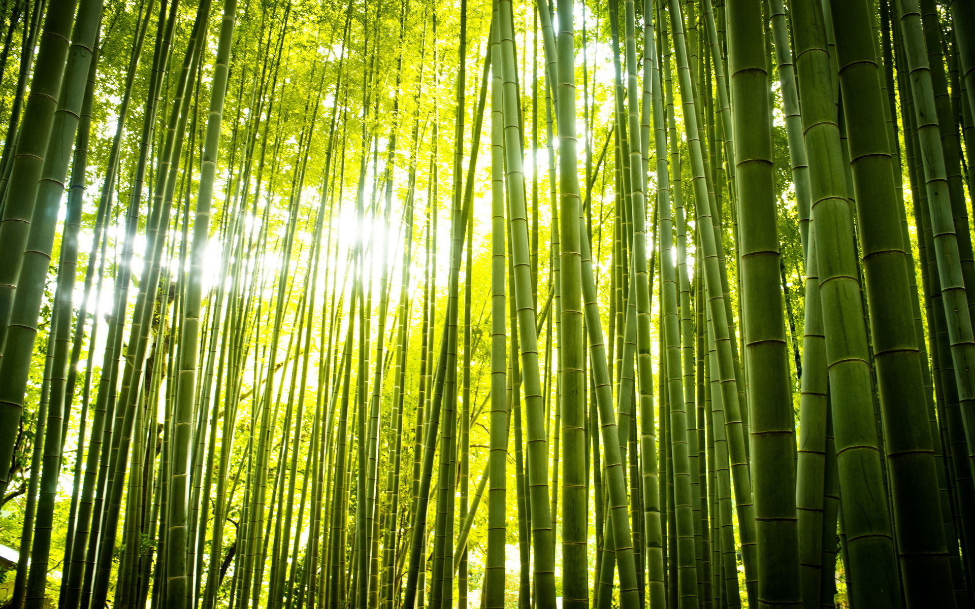 竹の壁紙,緑,竹,自然,森林,光
