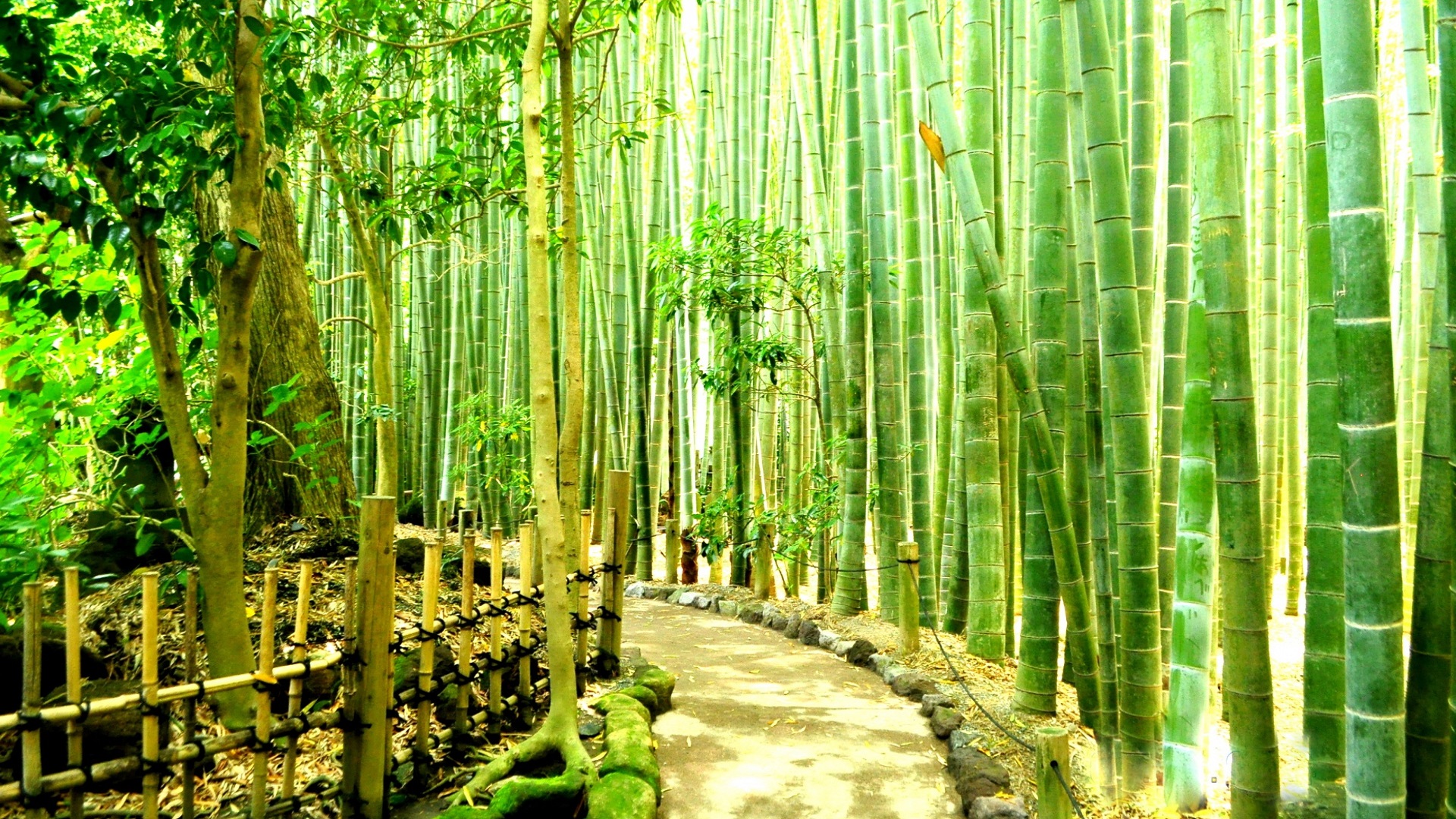 75 Papier peint Bambou Forêt Bambou jungle jardin nature Tropical arbres No 