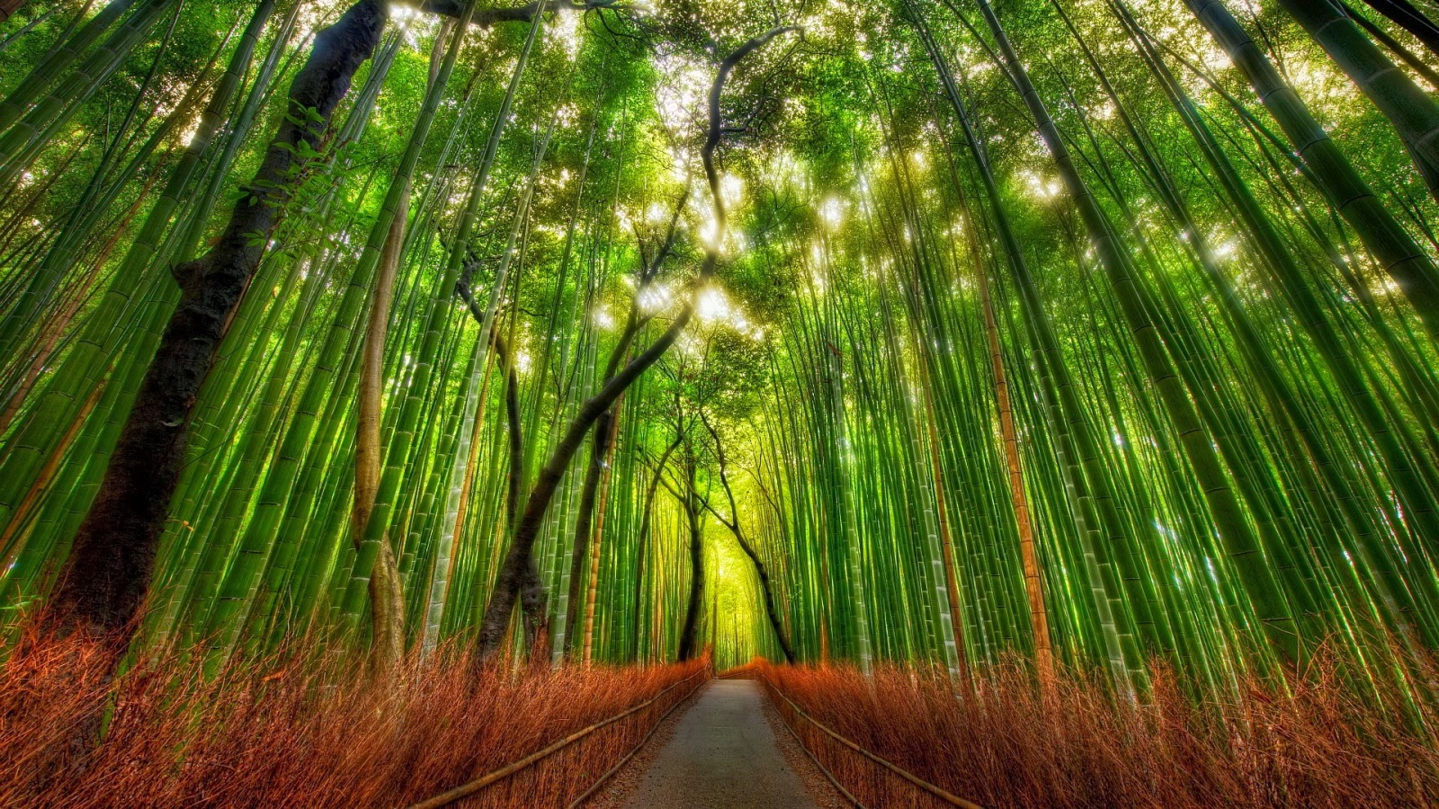 carta da parati di bambù,paesaggio naturale,natura,verde,albero,bambù