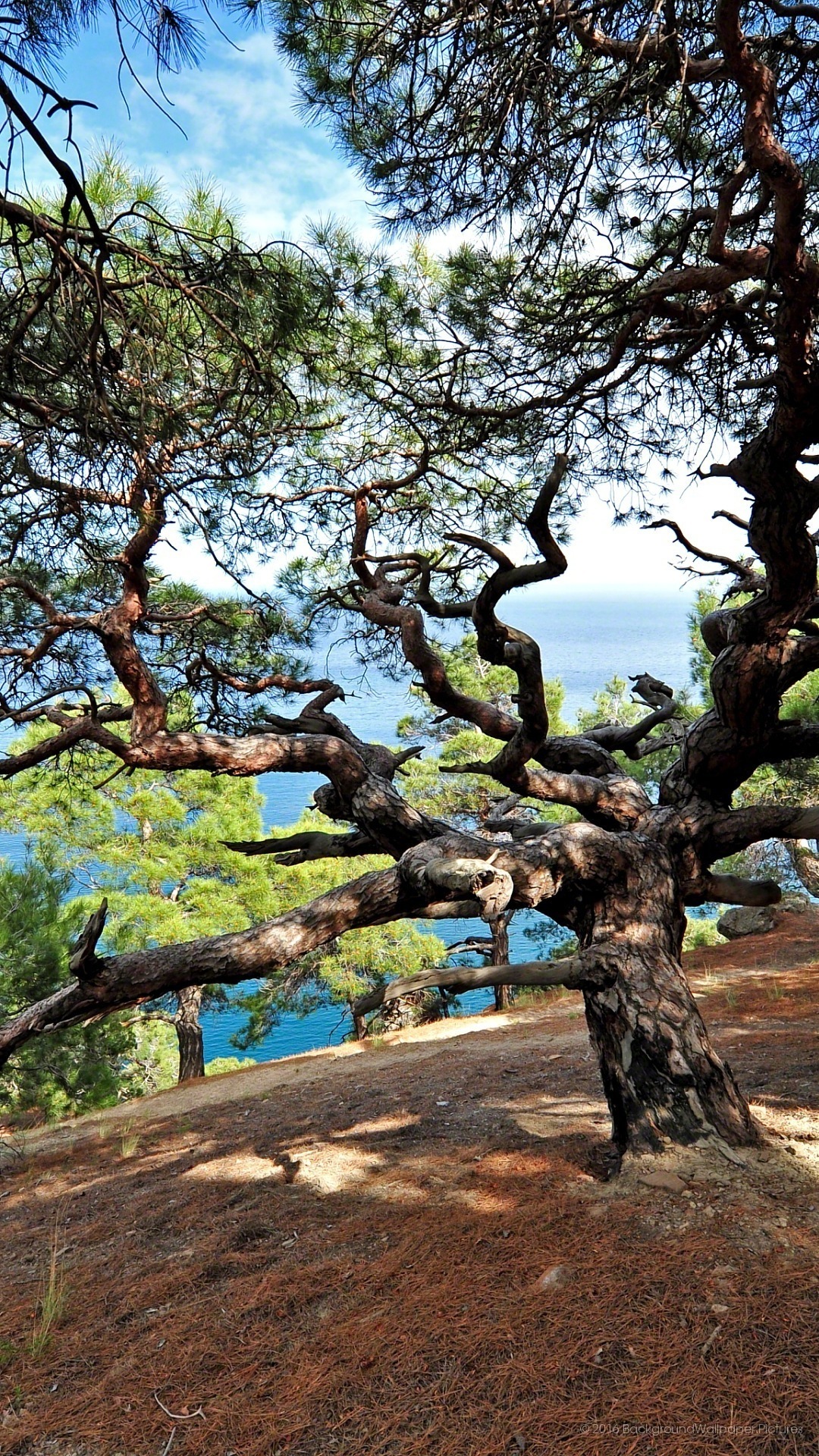 fondo de pantalla full hd celular,árbol,planta leñosa,planta,maletero,roble vivo de california