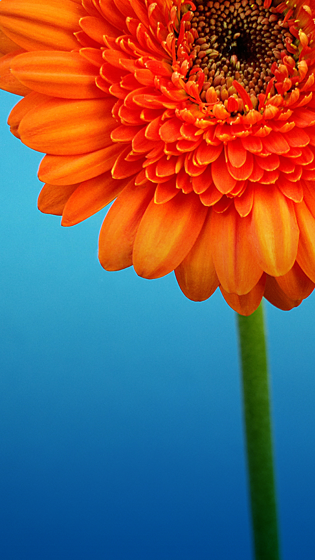 full hd phone wallpapers,flower,flowering plant,barberton daisy,orange,petal