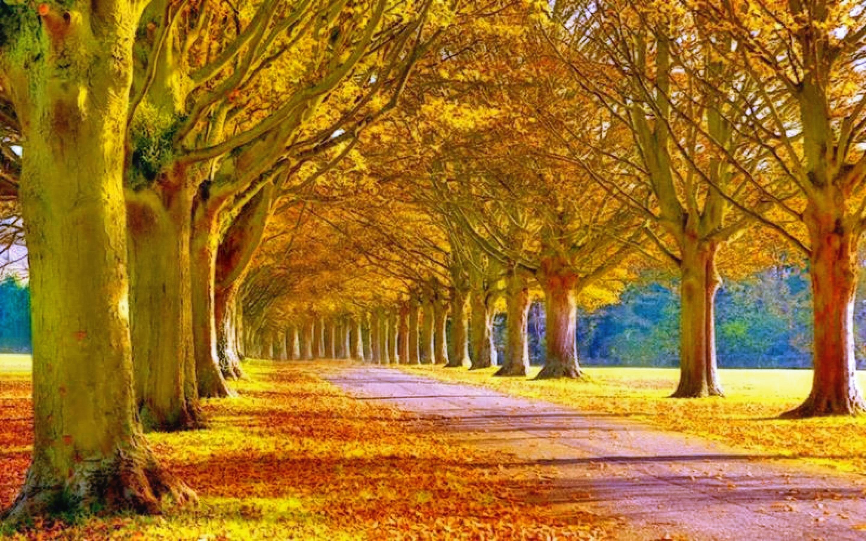 new wallpaper full hd,tree,natural landscape,nature,autumn,yellow