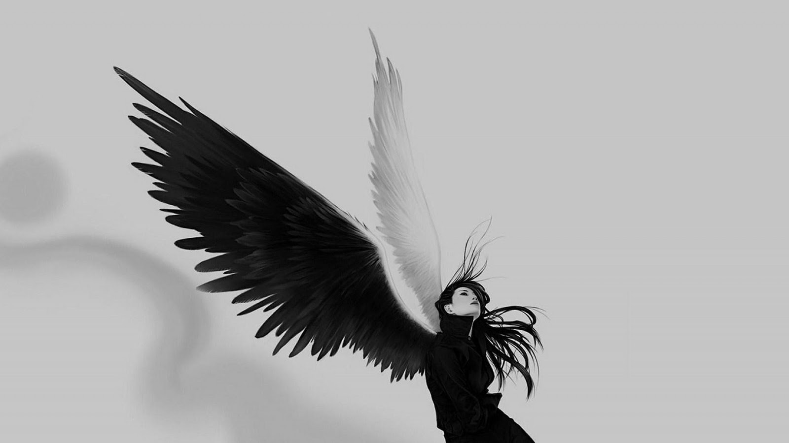 wings wallpaper,white,wing,feather,black and white,quill