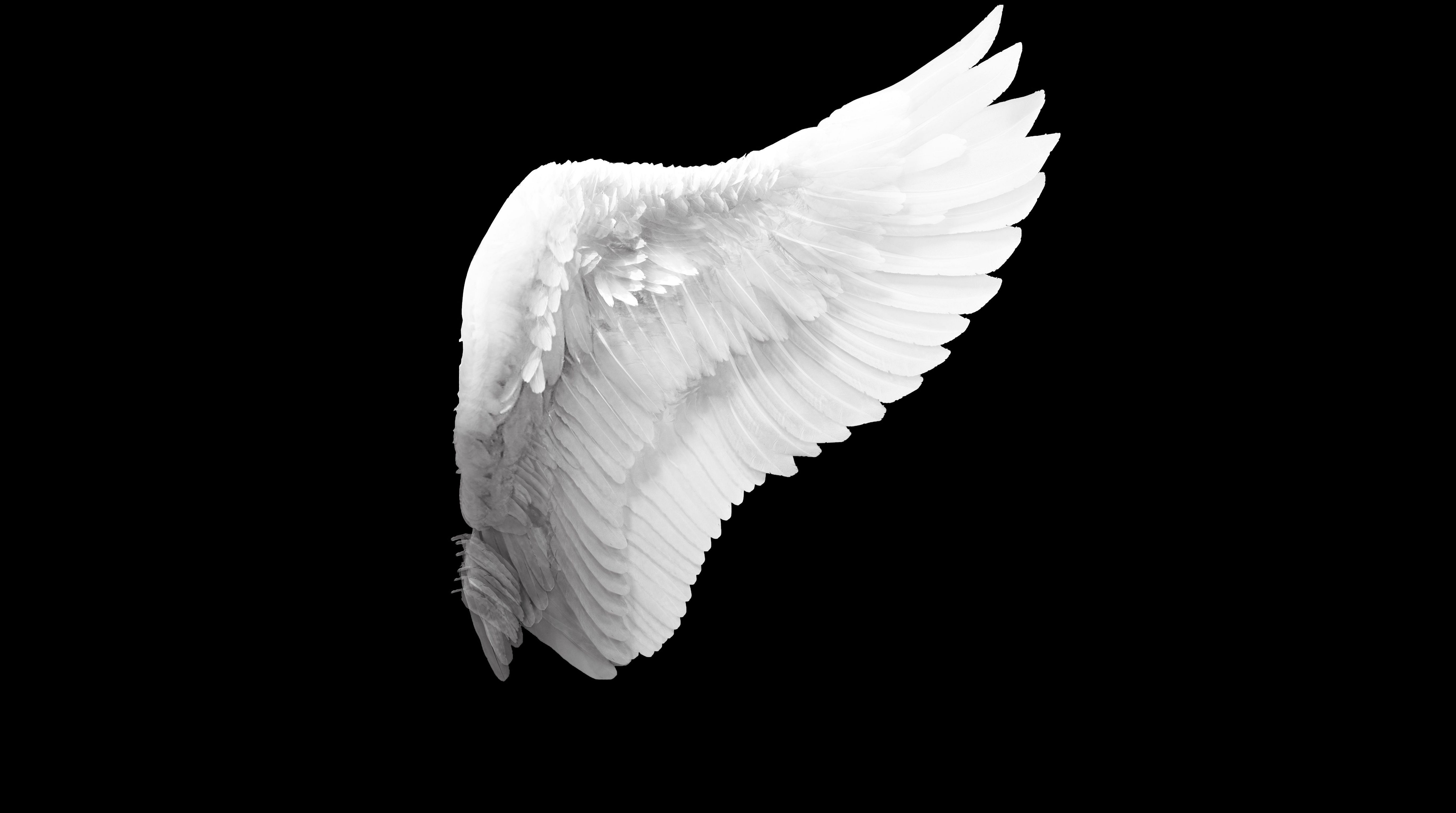 날개 벽지,하얀,날개,검정색과 흰색,깃,흑백 사진