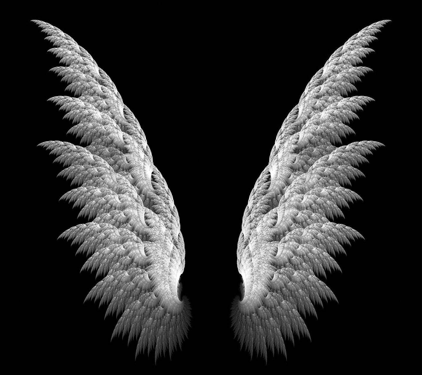papier peint ailes,plume,noir,blanc,aile,noir et blanc