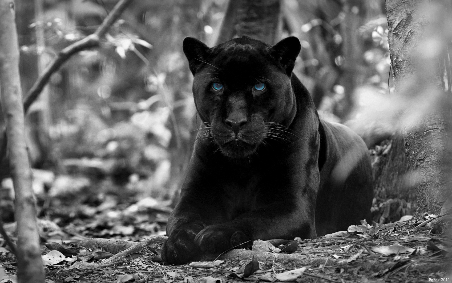 fondo de pantalla de pantera,animal terrestre,negro,felidae,fauna silvestre,jaguar