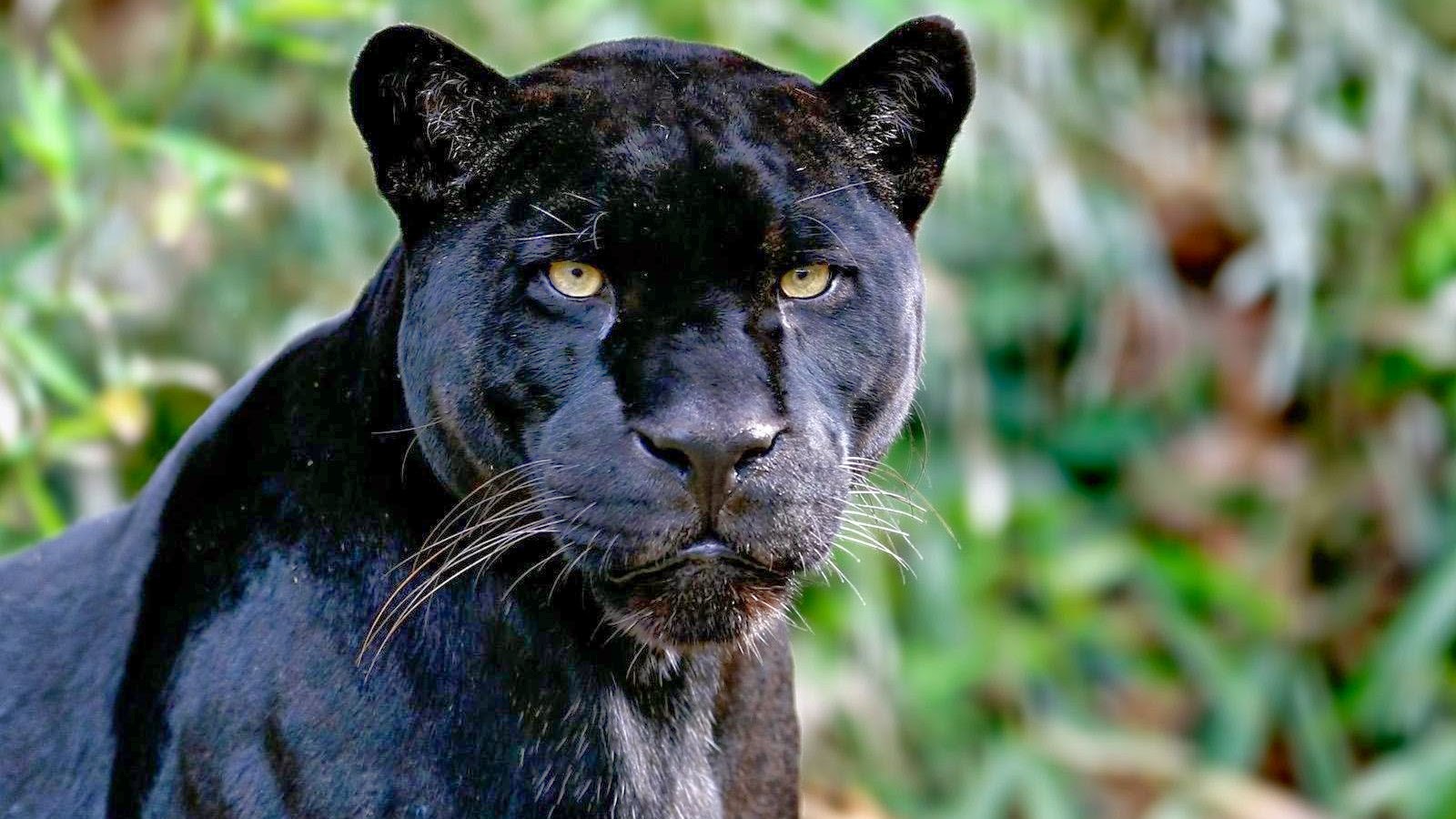 fond d'écran panthère,animal terrestre,faune,félidés,moustaches,jaguar