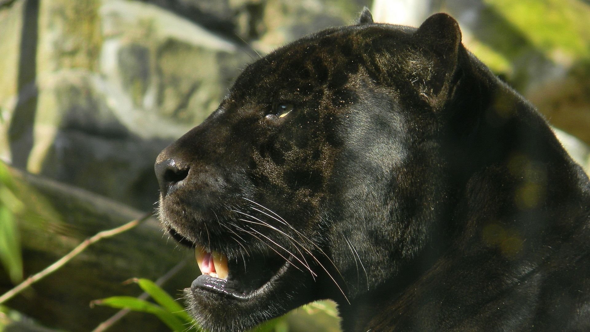 panther wallpaper,mammal,vertebrate,terrestrial animal,felidae,jaguar