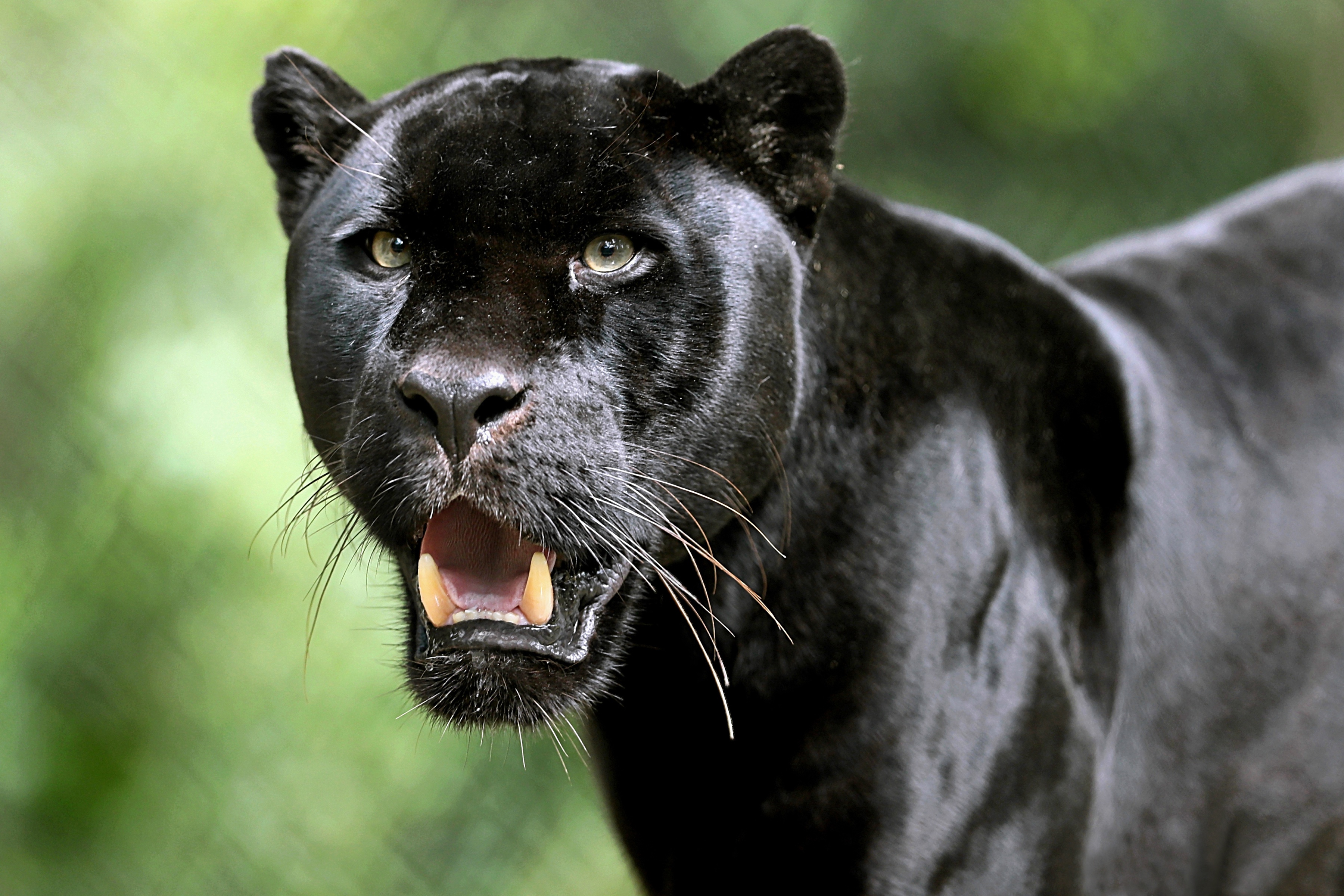 carta da parati pantera,animale terrestre,felidae,natura,giaguaro,puma (#153140) - WallpaperUse