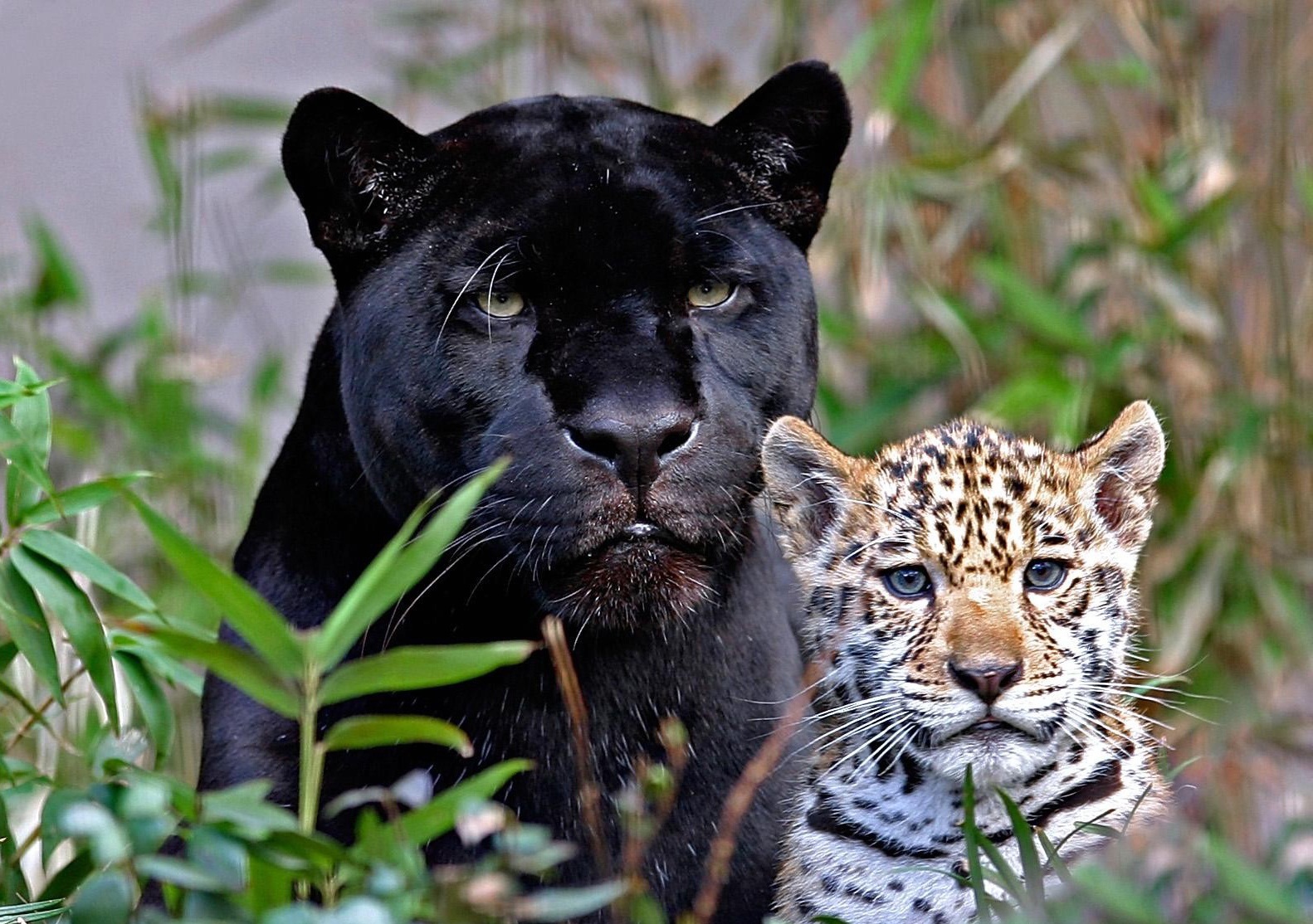 fond d'écran panthère,animal terrestre,faune,léopard,jaguar,félidés