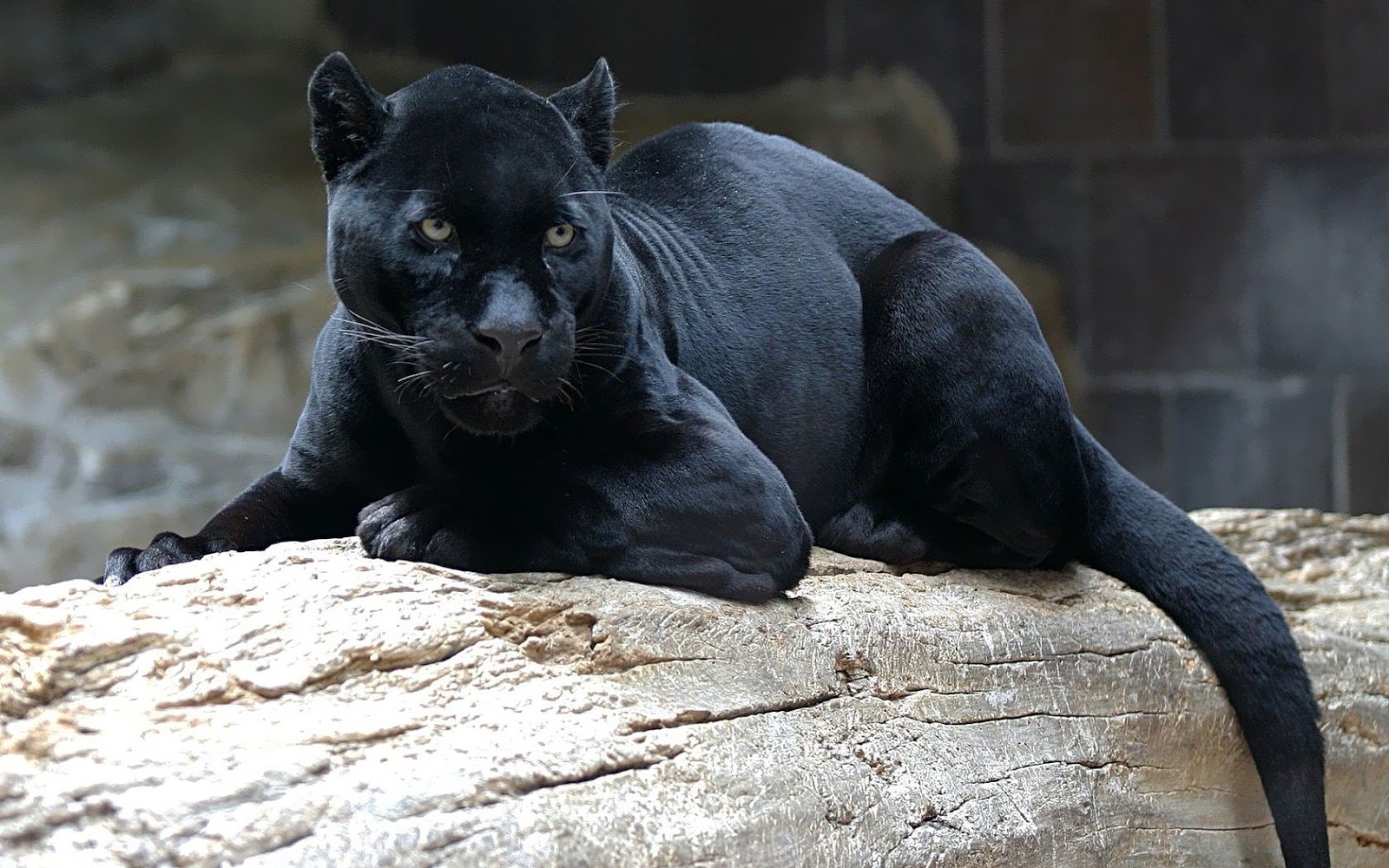 panther tapete,jaguar,landtier,felidae,große katzen,zoo