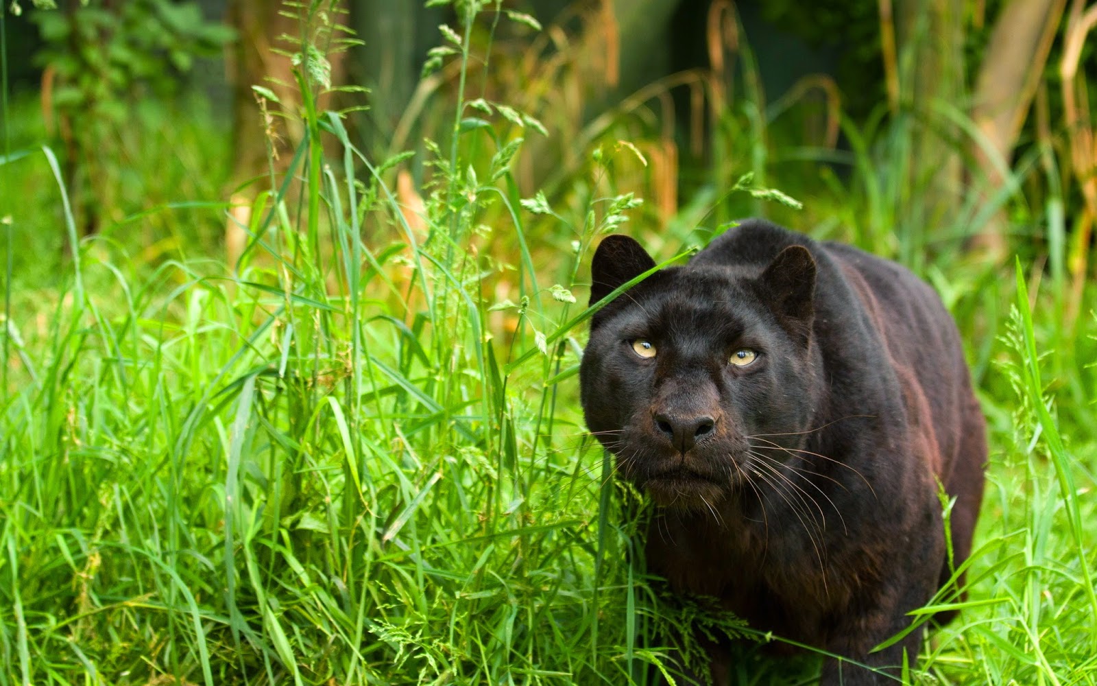 fond d'écran panthère,animal terrestre,félidés,faune,herbe,gros chats